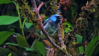 a blue bird sitting on top of a tree branch