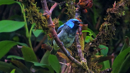 a blue bird sitting on top of a tree branch