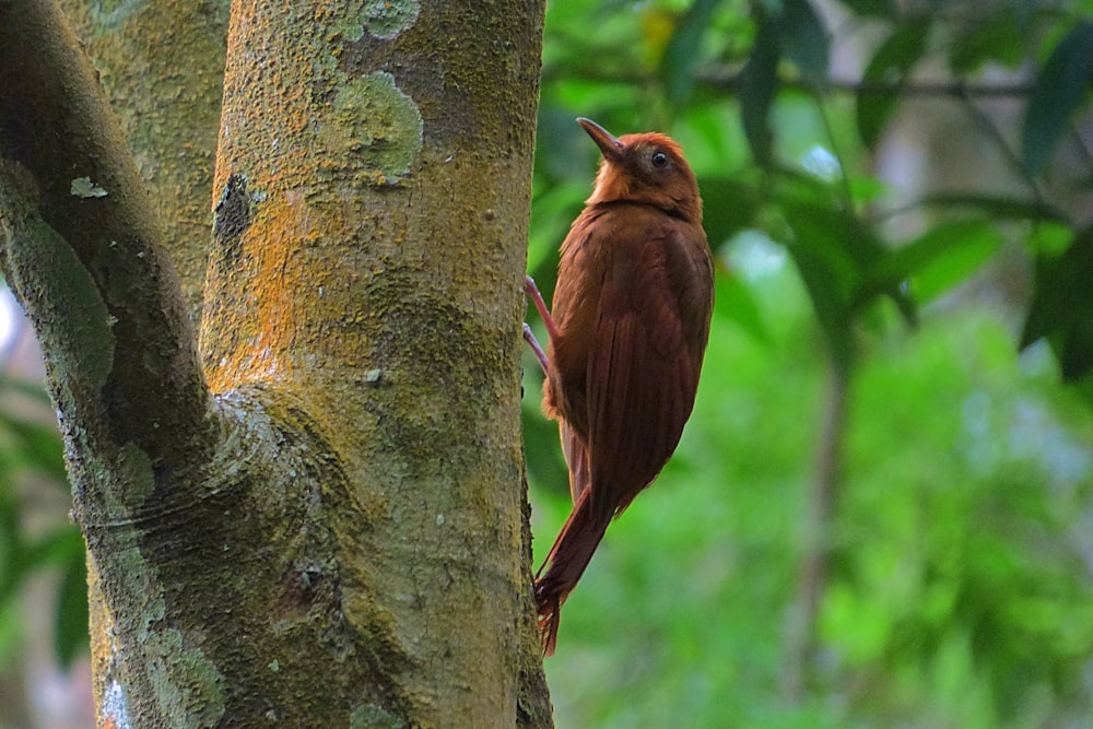 a bird perched on a tree branch in a forest