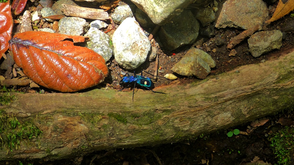 a bug sitting on top of a tree branch