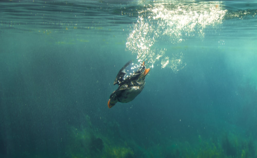 eine Meeresschildkröte, die im Wasser schwimmt