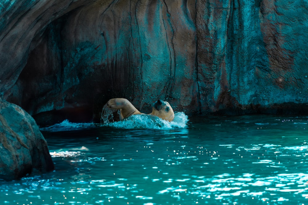 a couple of animals swimming in a pool of water