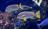 a group of fish swimming in an aquarium
