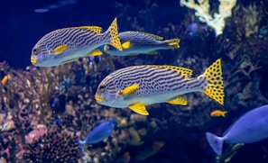 a group of fish swimming in an aquarium