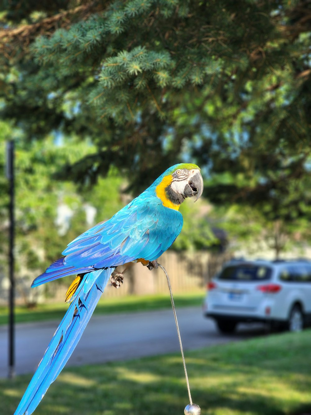 a blue and yellow parrot perched on a stick