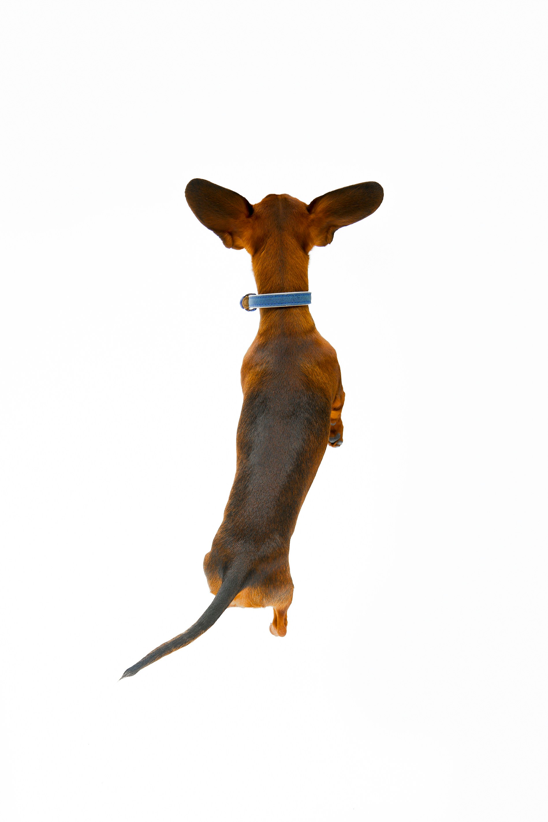 a brown dog jumping in the air with a white background