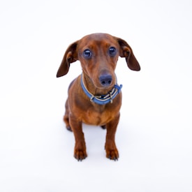 A small brown dachshund dog with a shiny coat is sitting attentively, wearing a blue collar with a gold buckle. It has long ears and big, dark, expressive eyes, set against a plain white background.