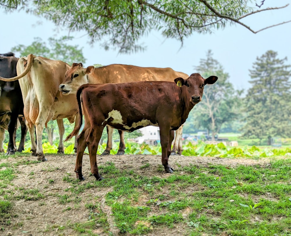 a herd of cattle standing on top of a lush green field