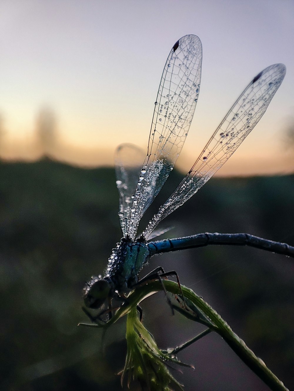 a blue dragonfly sitting on top of a plant