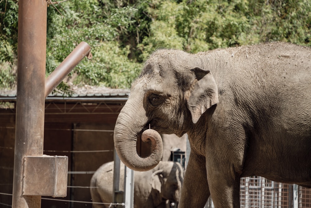 a large elephant standing next to a wooden fence