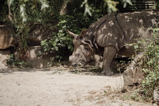 A rhinoceros stands in a naturalistic enclosure surrounded by lush greenery and rocks. The rhino appears to be foraging or resting, with its head lowered towards the ground. The light filtering through the foliage creates a dappled pattern on its skin.