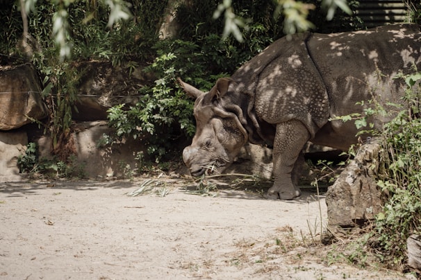 A rhinoceros stands in a naturalistic enclosure surrounded by lush greenery and rocks. The rhino appears to be foraging or resting, with its head lowered towards the ground. The light filtering through the foliage creates a dappled pattern on its skin.
