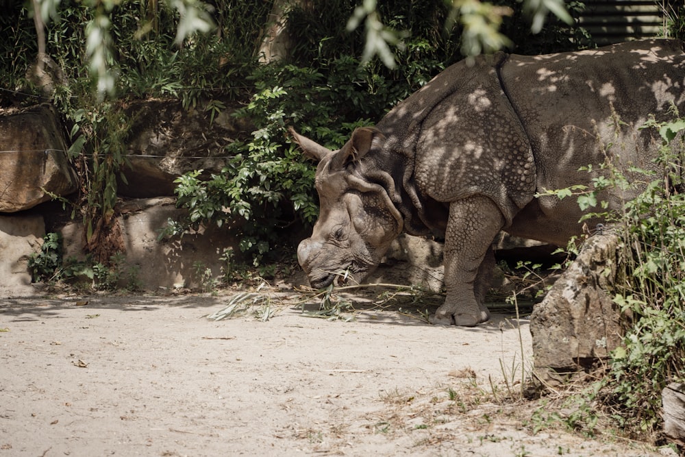 a rhino eating grass in a zoo enclosure