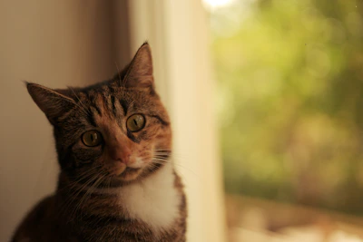 A close-up of a curious tabby cat with bright green eyes lounging on a sunny windowsill.