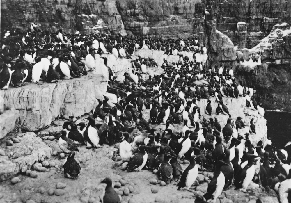a large group of penguins on a rocky cliff