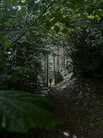a person walking down a trail in the woods