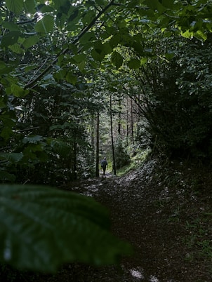 a person walking down a trail in the woods