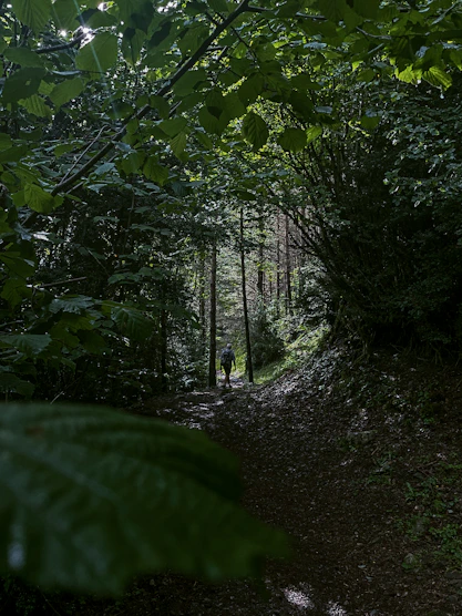 a person walking down a trail in the woods