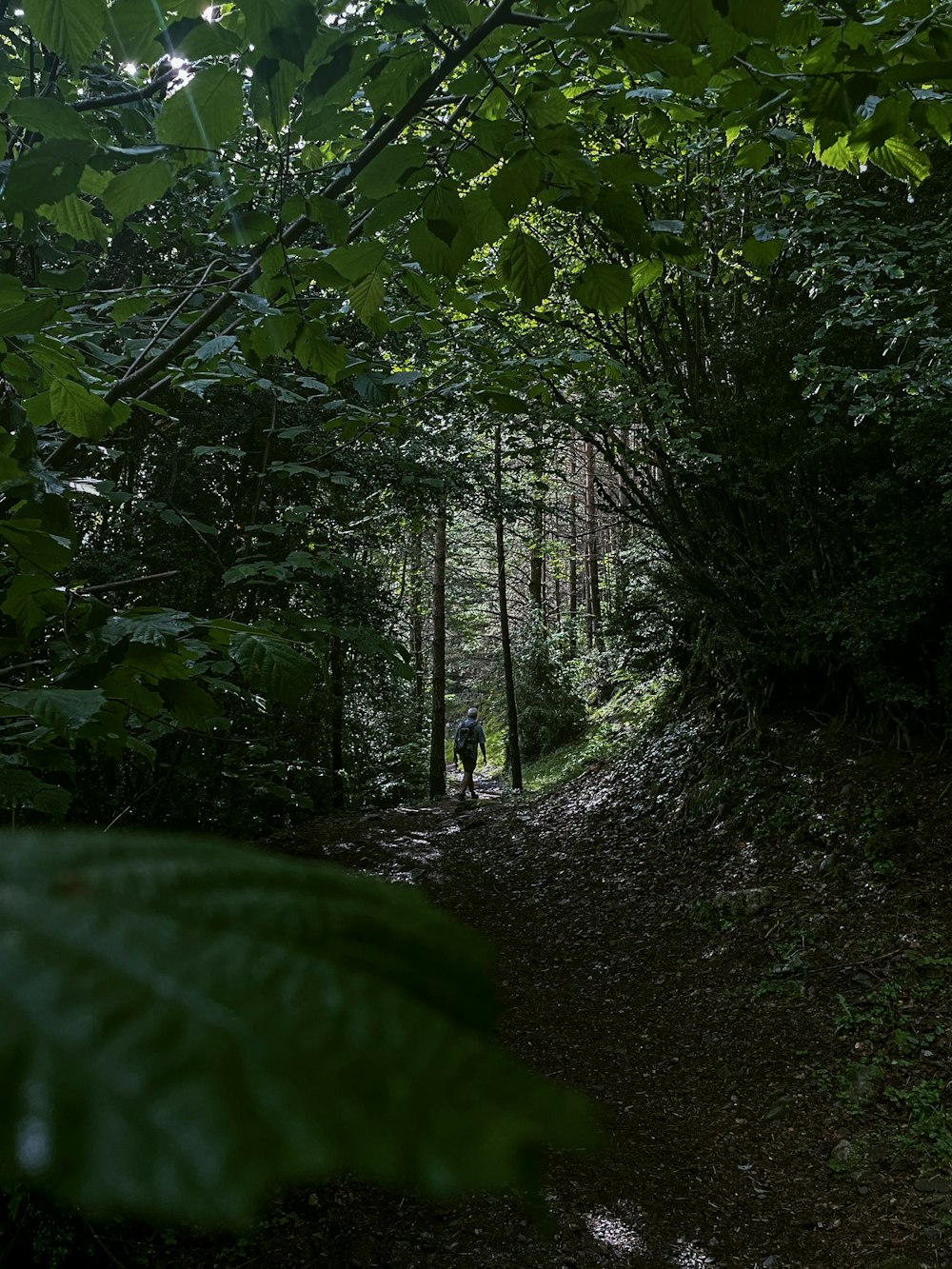 a person walking down a trail in the woods