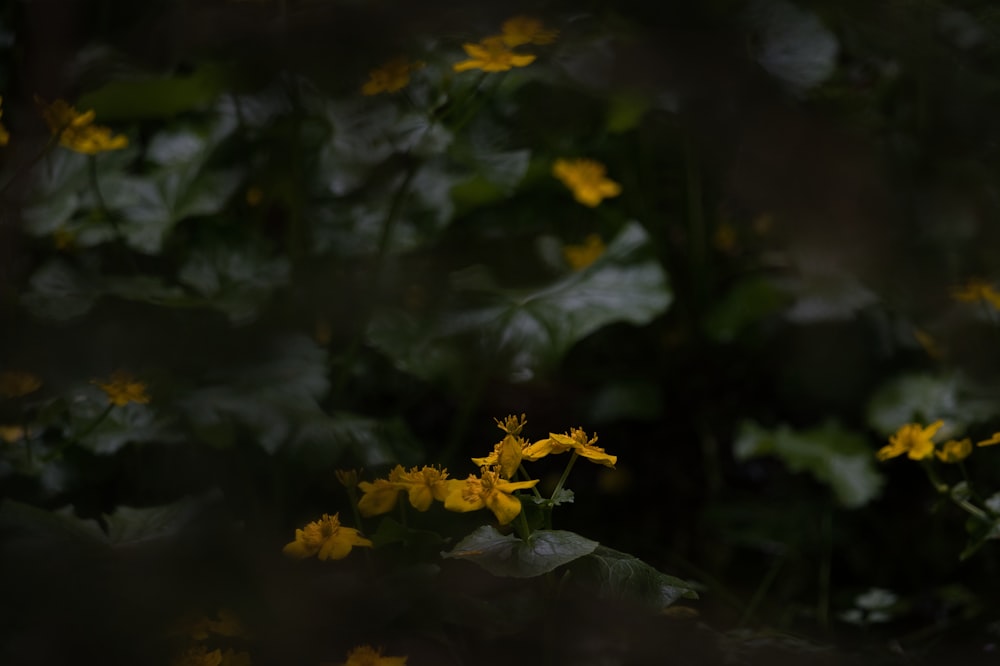 풀밭에있는 노란 꽃 무리