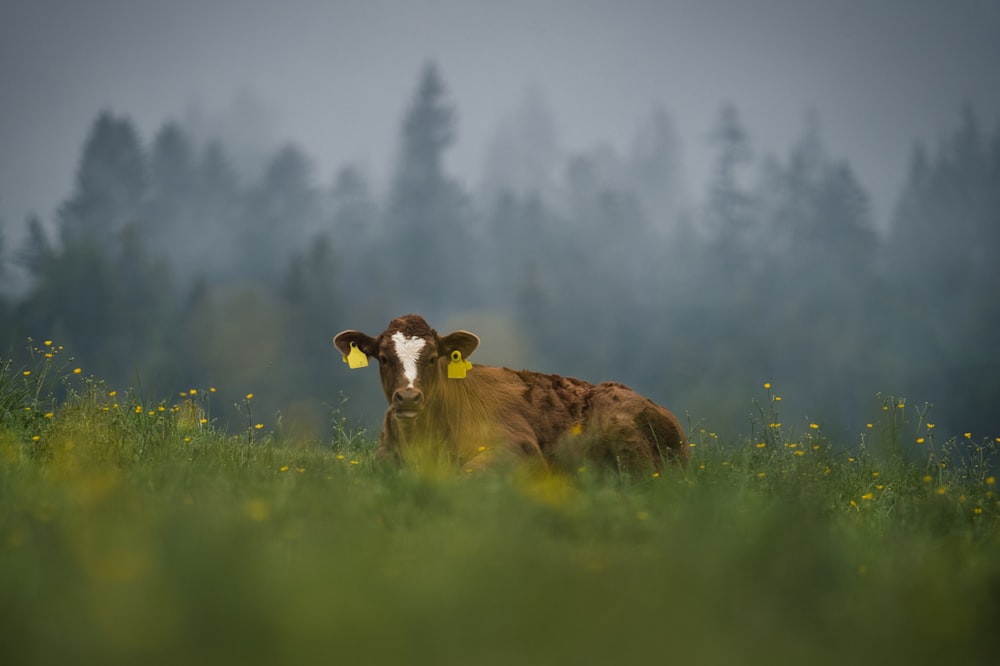 a brown and white cow sitting in a field