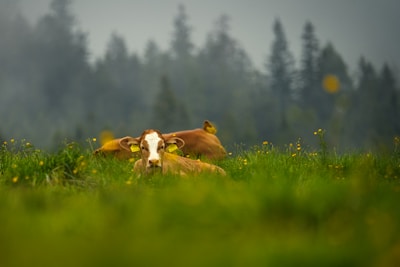 A cow is lying calmly in a lush green meadow, surrounded by wildflowers. In the background, a misty forest rises, creating a serene and peaceful atmosphere.