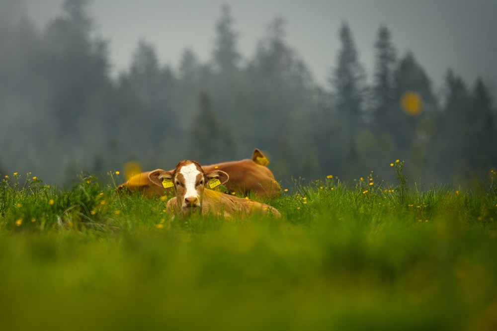 Un par de vacas acostadas en un campo