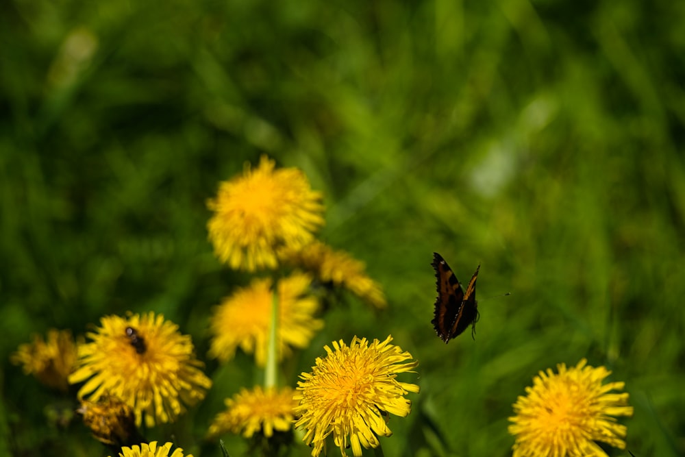 a black and brown butterfly on a yellow dandelion