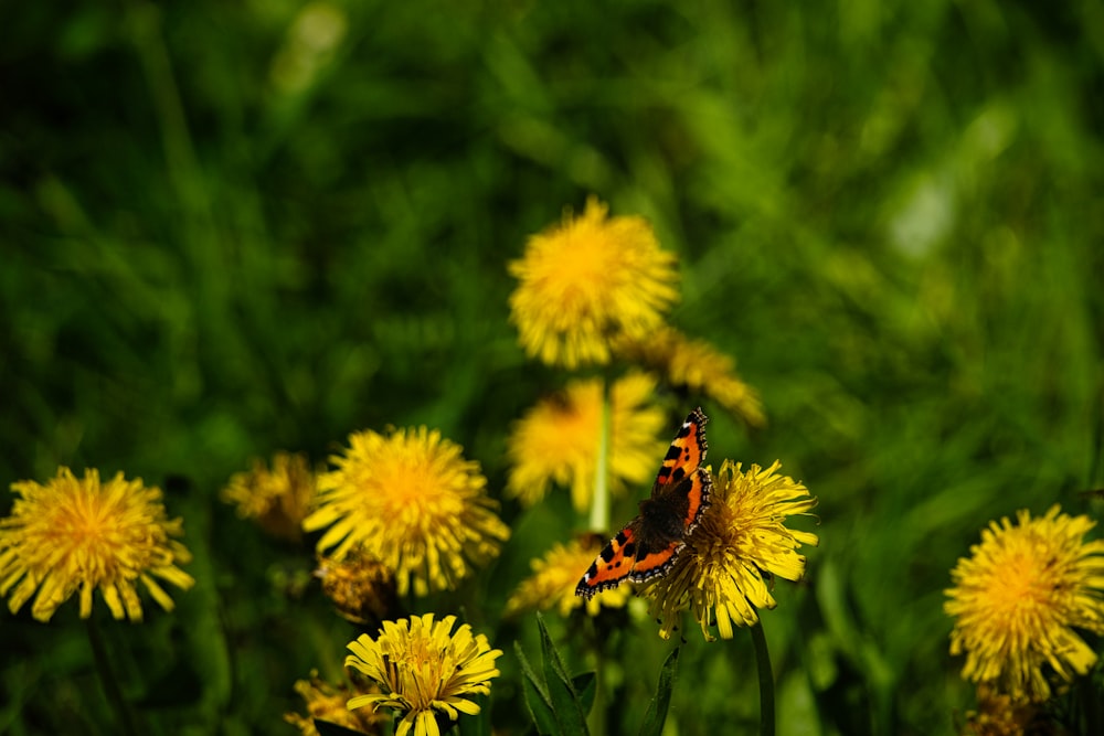 a butterfly sitting on top of a yellow flower