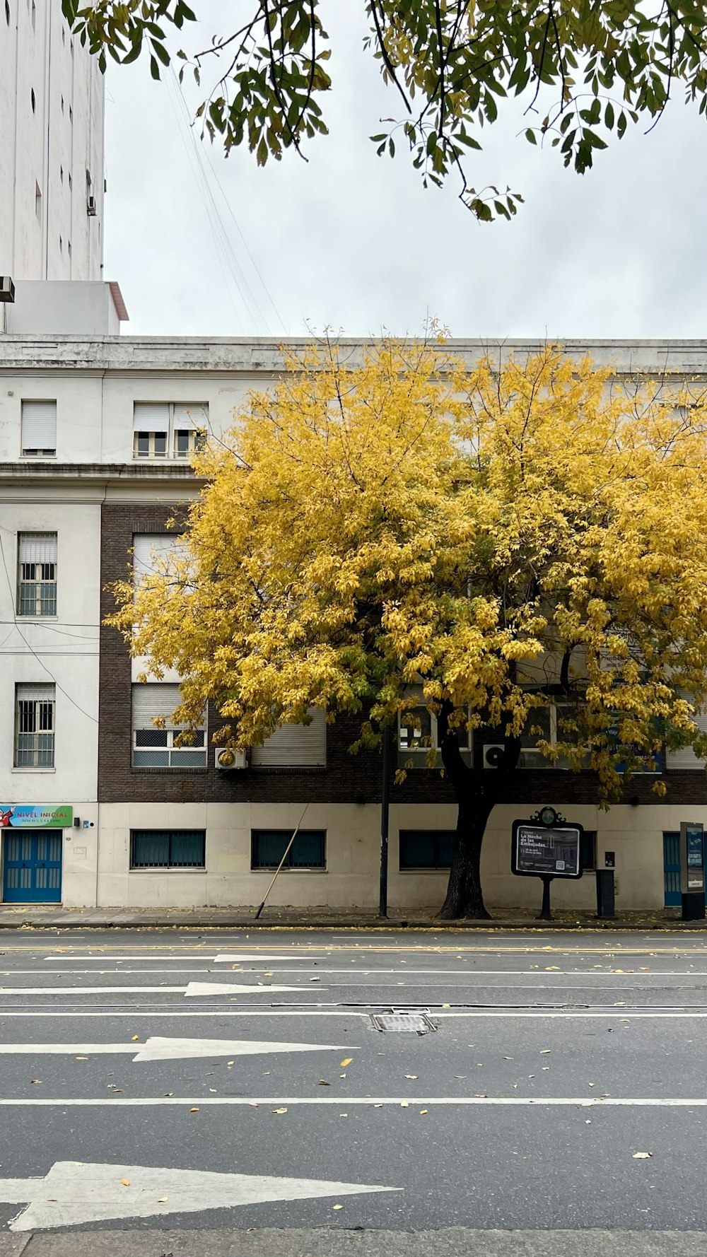 a tree with yellow leaves in front of a building