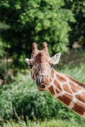 a giraffe standing next to a lush green forest
