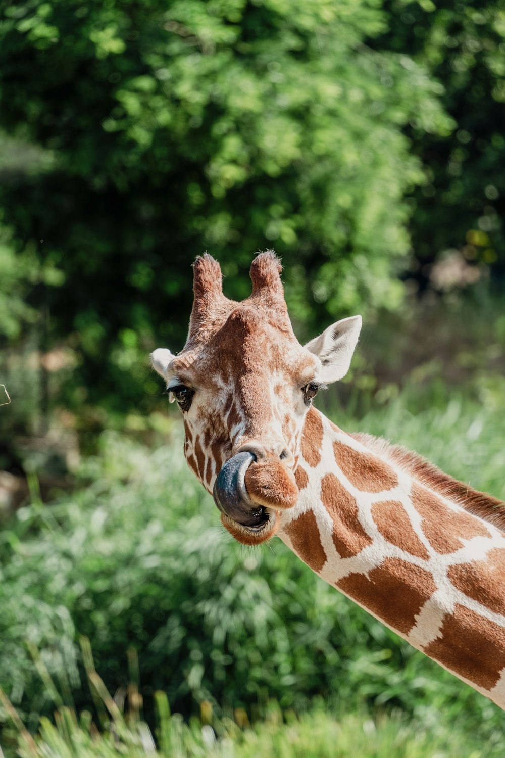 a giraffe standing next to a lush green forest