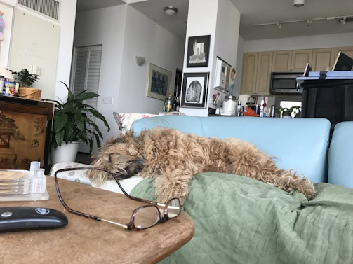 A friendly pet owner typing on a laptop with their dog resting nearby in a bright, cozy room.