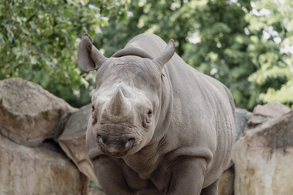 a rhinoceros standing in front of some rocks