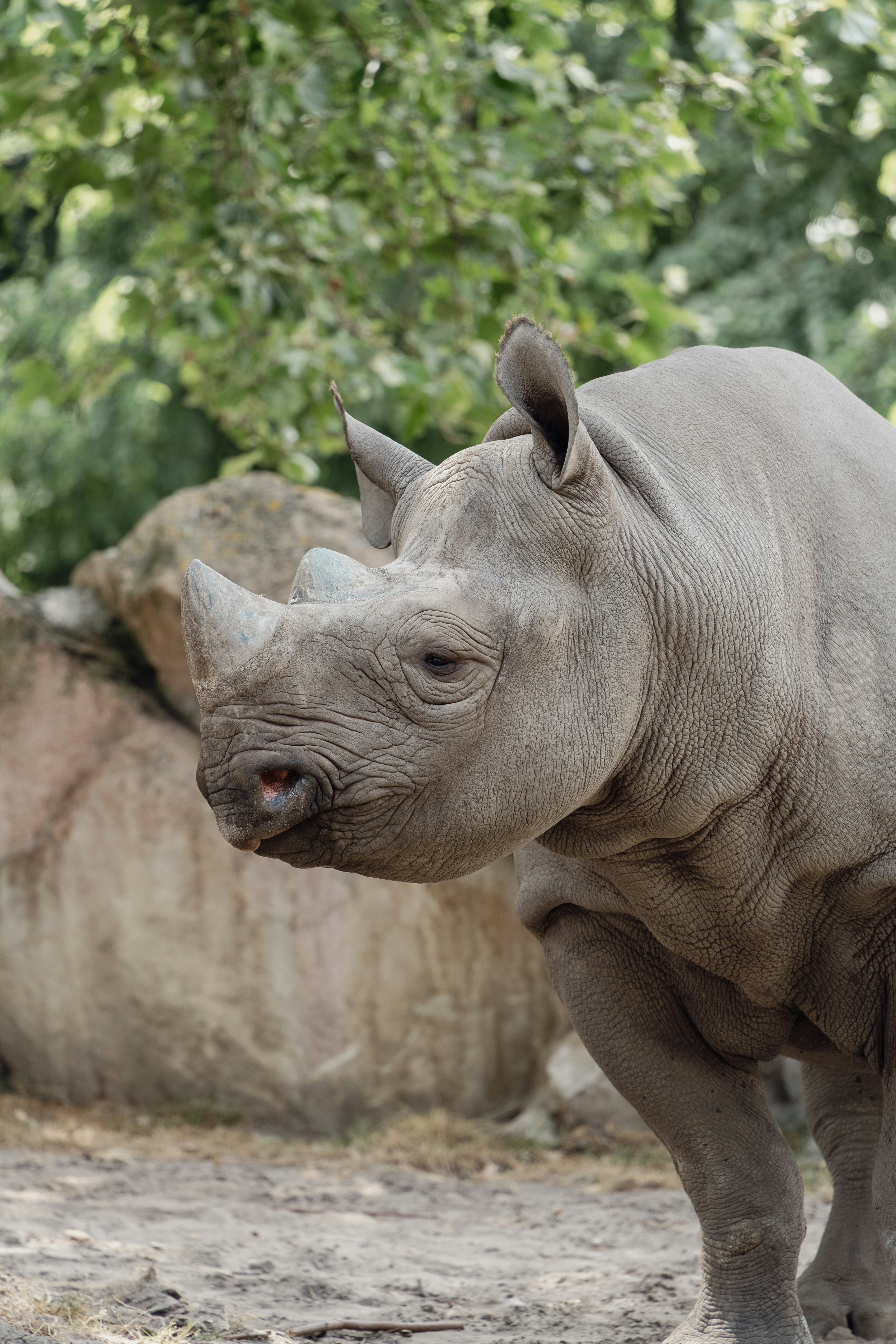 a rhinoceros standing in the dirt near some rocks