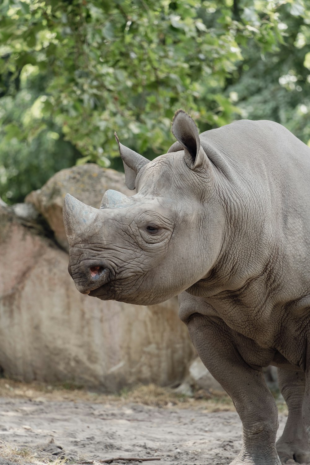 a rhinoceros standing in the dirt near some rocks