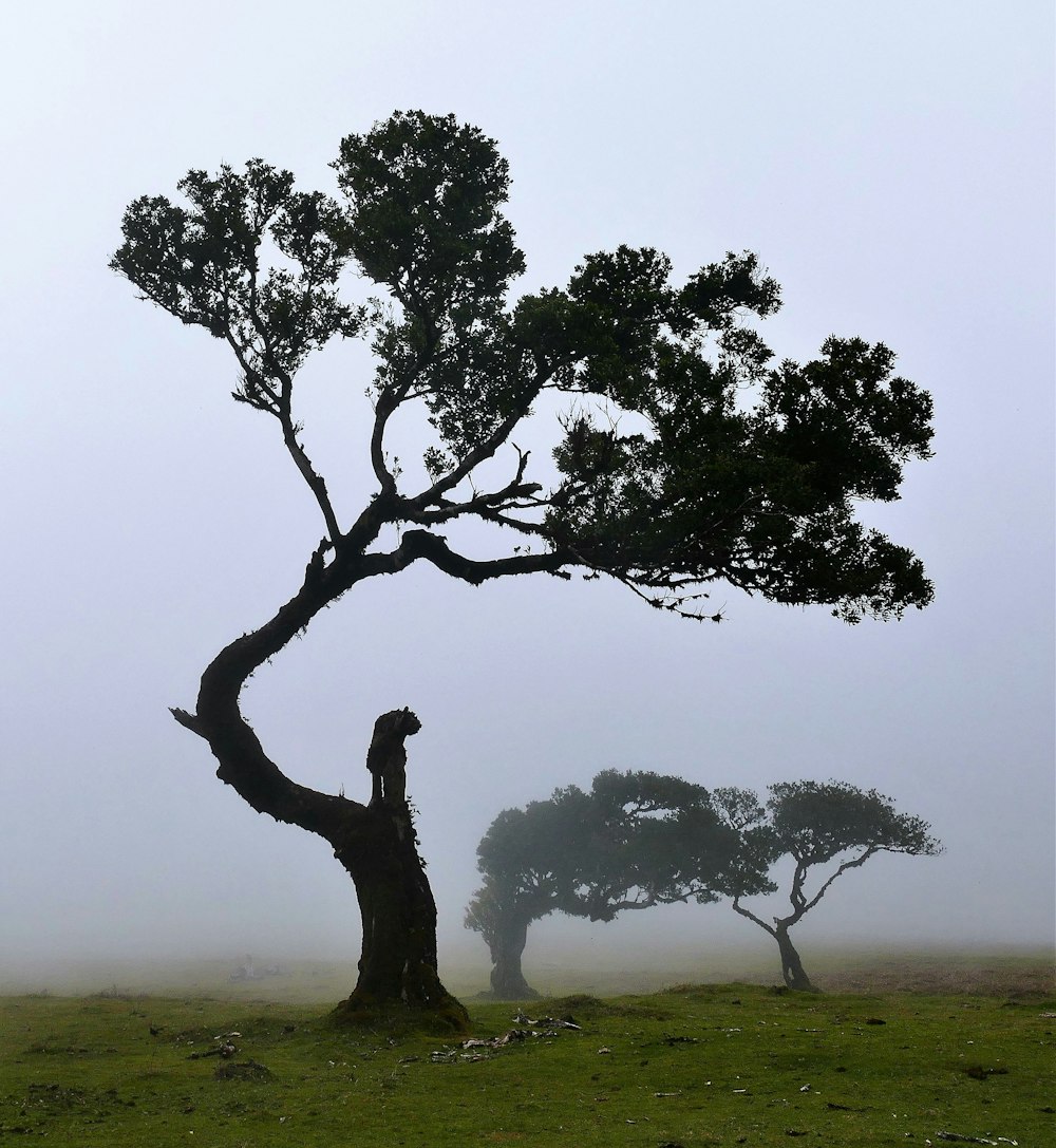 a lone giraffe standing next to a tree on a foggy day