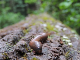 A close-up view of a millipede crawling on a moss-covered log amidst a blurred, lush green forest background.