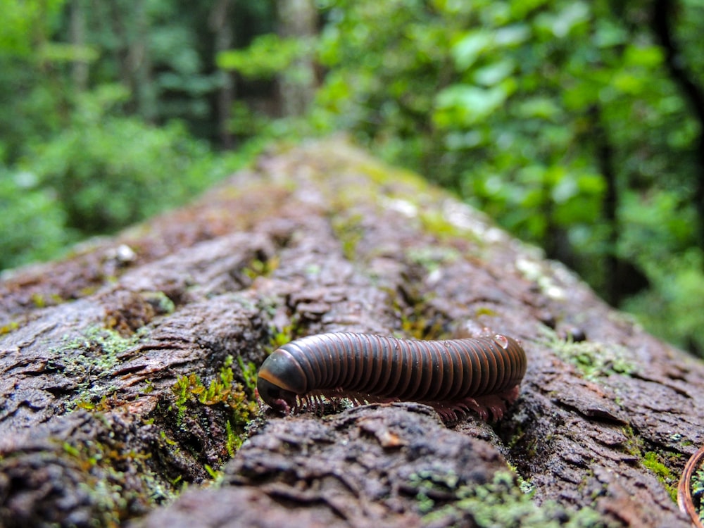 a caterpillar crawling on a tree in the forest