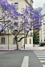 a tree with purple flowers in front of a building
