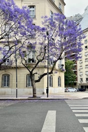 a tree with purple flowers in front of a building