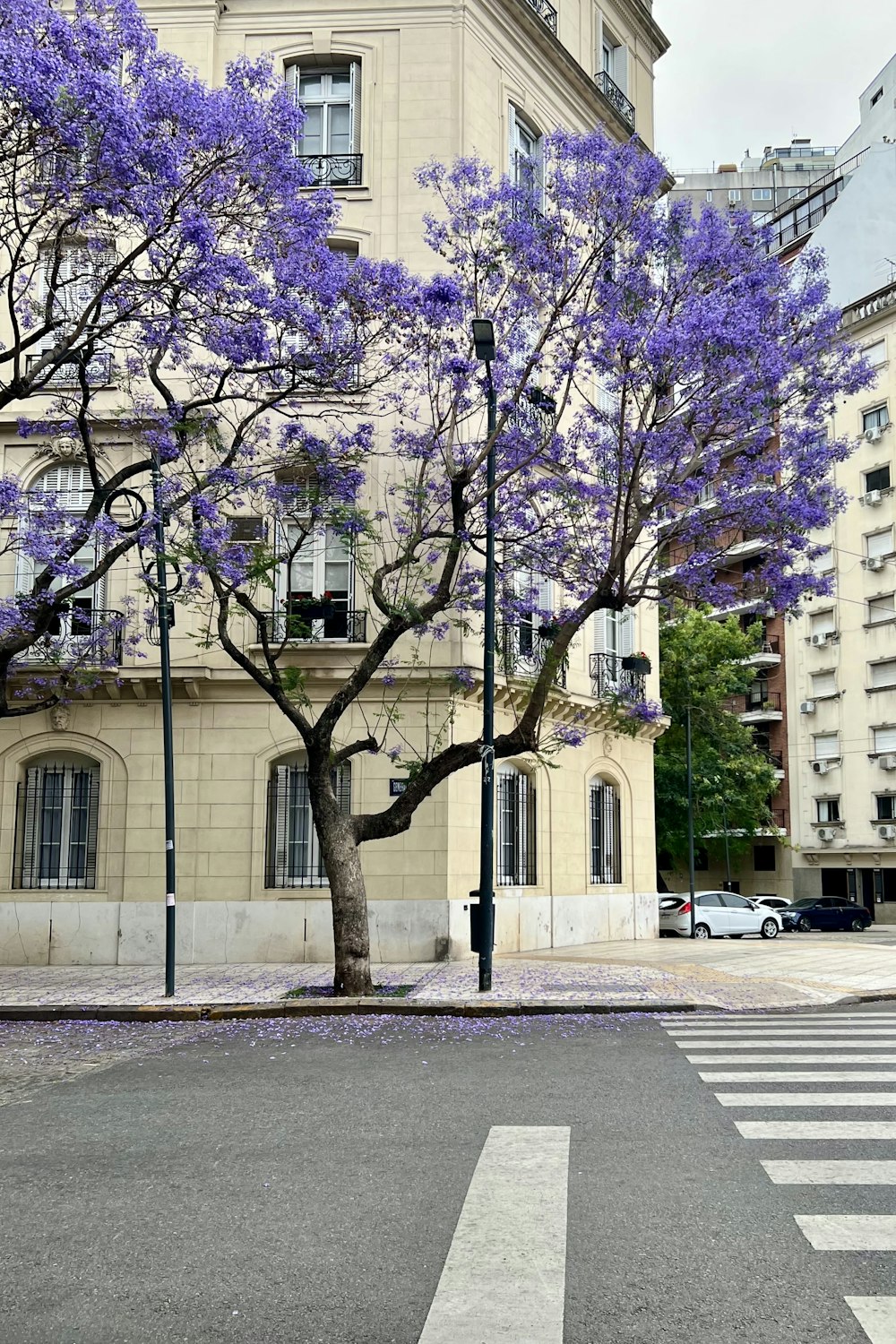 a tree with purple flowers in front of a building