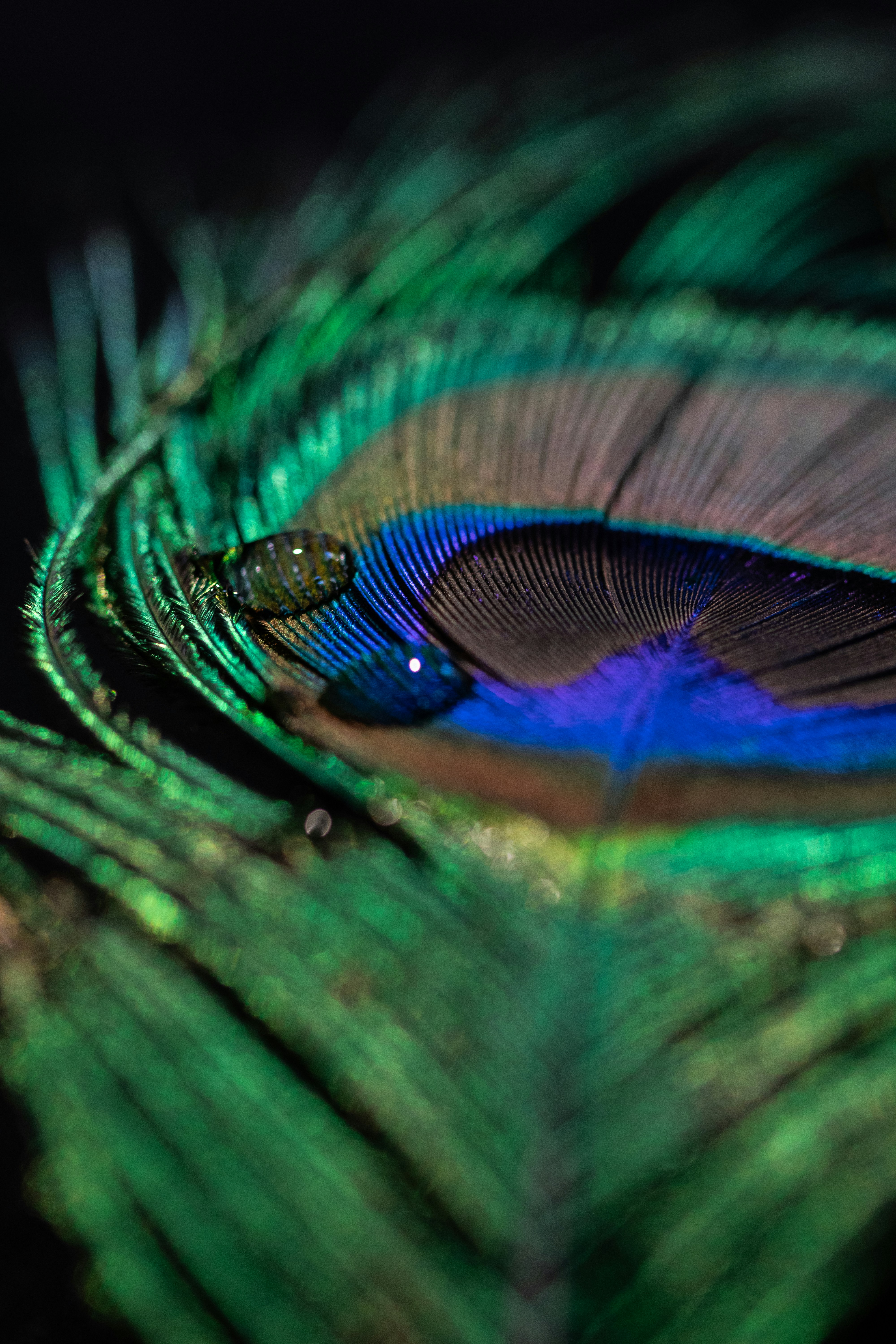 un gros plan de la queue des plumes d’un paon