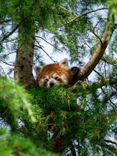 a red panda is sitting in a tree
