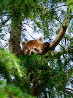 a red panda is sitting in a tree