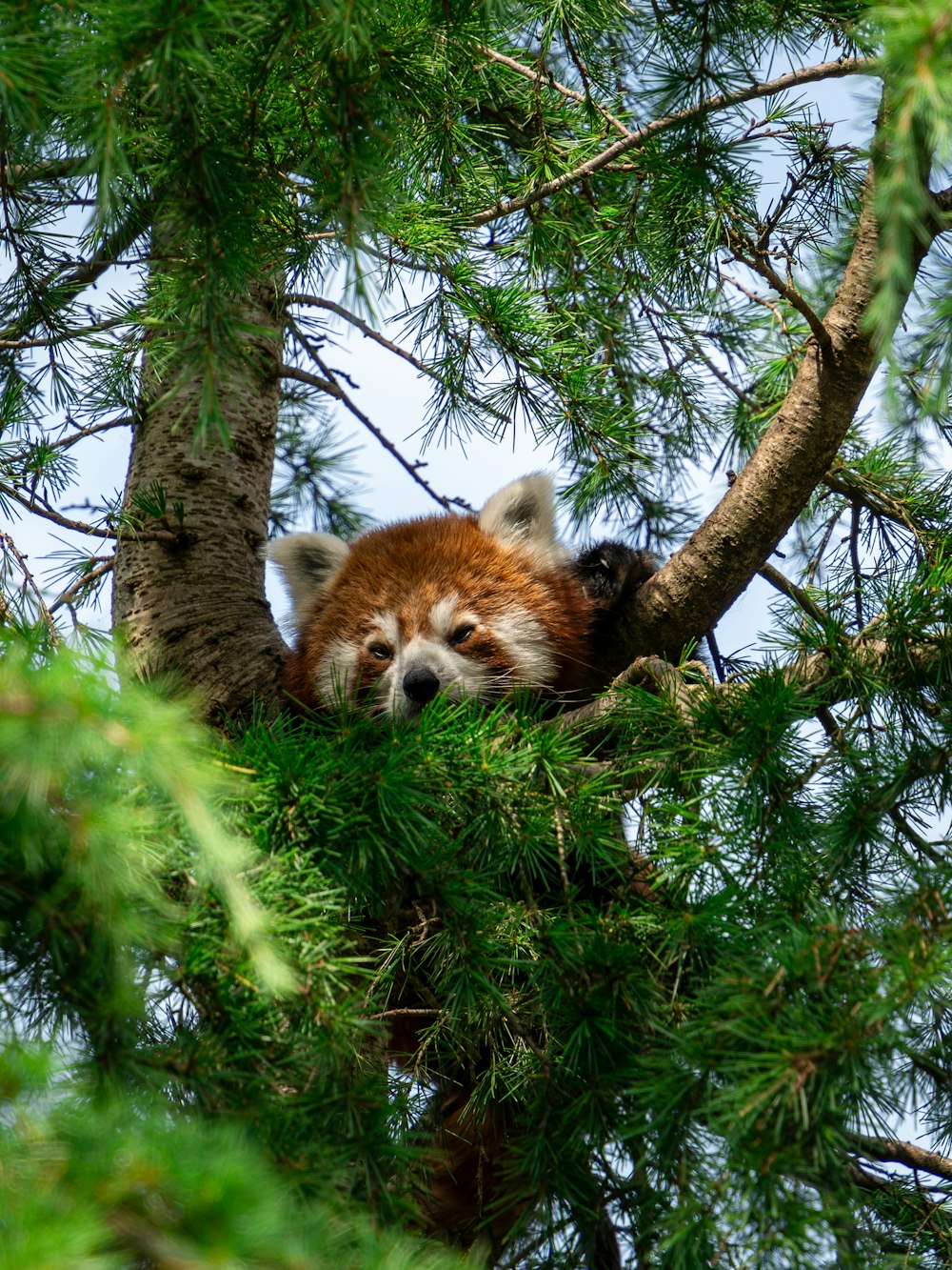 a red panda is sitting in a tree