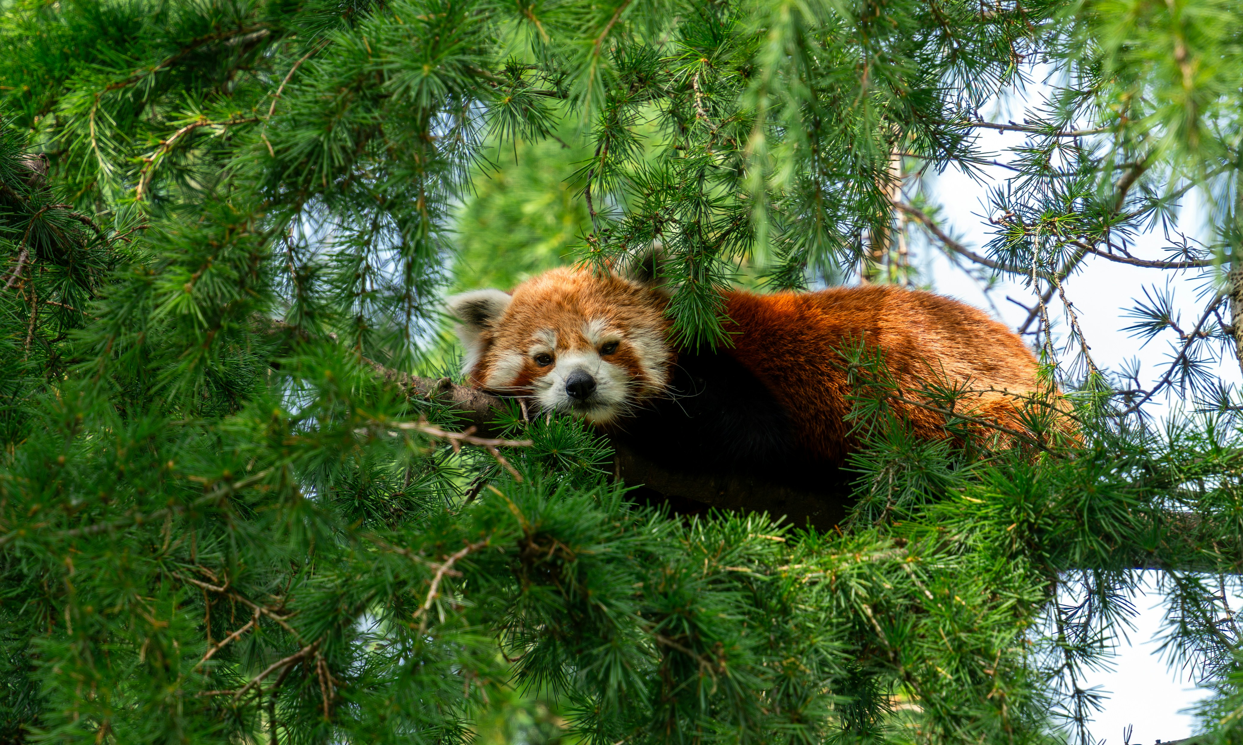 Red panda sitting in tree