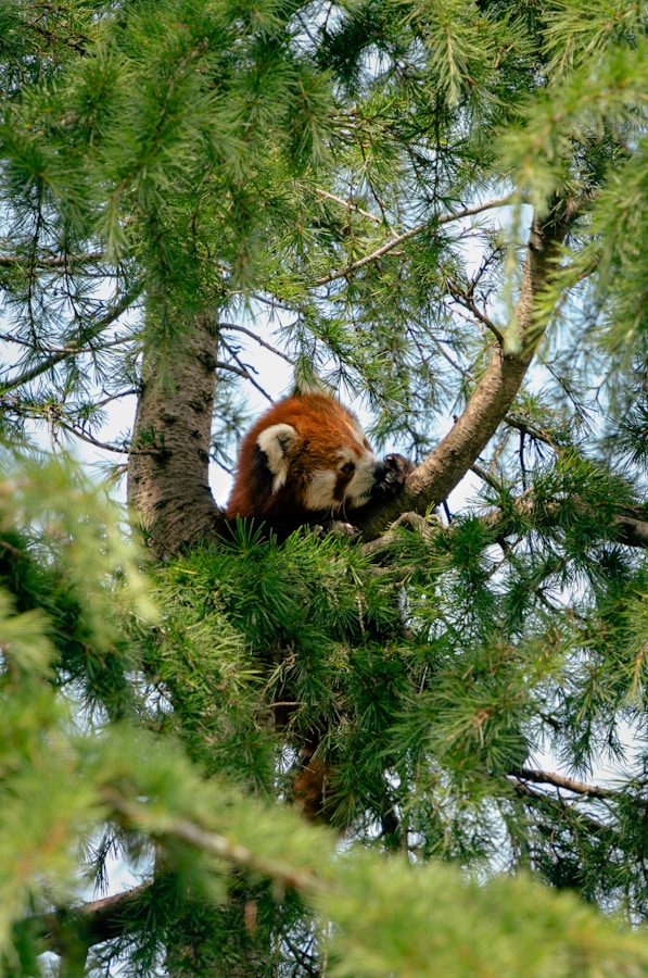 a red panda in a tree