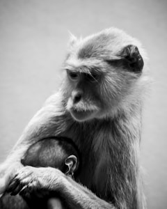 Marmoset Monkey