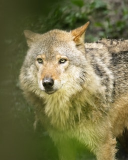 A wolf with a thick, grey and brown fur coat stares intently forward, surrounded by blurred green foliage in a natural setting. The wolf's expression is focused, with piercing eyes and a slightly wet snout.